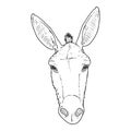 Vector Sketch Donkey Head