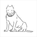 Vector sketch drawing pitbull barking pit bull terrier dog vector Royalty Free Stock Photo