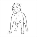 Vector sketch drawing pitbull barking pit bull terrier dog vector Royalty Free Stock Photo