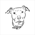 Vector sketch drawing pitbull barking pit bull terrier dog vector