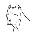 Vector sketch drawing pitbull barking pit bull terrier dog vector Royalty Free Stock Photo
