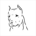 Vector sketch drawing pitbull barking pit bull terrier dog vector