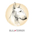 Vector sketch of English Bull terrier dog head profile on white background with beige round frame