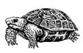 Vector sketch engraving drawing illustration of big turtle isolated on white background. Turtle icon symbol. Premium Royalty Free Stock Photo