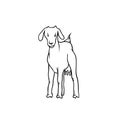 Vector sketch farm animal. Young goat with udders and no horns. Production of milk and beef. Black white isolated