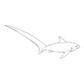 Vector Sketch Fox Shark. Common Thresher Shark. Alopias Pelagicus Royalty Free Stock Photo