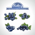 Blueberry. Hand drawn collection of vector sketch detailed fresh fruits. Isolated