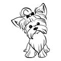 Vector sketch funny Yorkshire terrier dog sitting