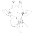 Vector Sketch Giraffe Muzzle Royalty Free Stock Photo