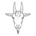 Vector Sketch Goat Head