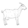 Vector Sketch Goat. Side View Illustration