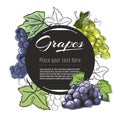 Vector sketch grapes banner on white background. With place for text. Hand drawn sketch fruit graphic design