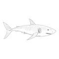 Vector Sketch Great White Shark. Carcharodon Carcharias