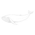 Vector Sketch Hampback Whale Royalty Free Stock Photo