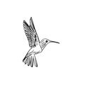 Vector sketch hand drawn hummingbird silhouette, line art Royalty Free Stock Photo