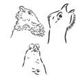 vector, sketch, hand drawn illustration of grouse bird