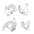 vector, sketch, hand drawn illustration of grouse bird