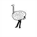 Vector sketch hand drawn silhouette of an ostrich Royalty Free Stock Photo