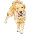 Vector sketch happy dog breed Labrador Retriever s