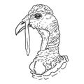 Vector Sketch Head of Turkey Bird Royalty Free Stock Photo