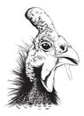 Vector sketch of a helmeted guinea fowl Royalty Free Stock Photo