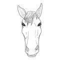 Vector Sketch Horse Head