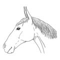 Vector Sketch Horse Head