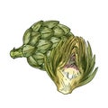 Vector sketch illustration of artichoke vegetable.