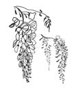 Vector sketch illustration design elements plant wisteria