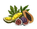 Vector sketch illustration of durian, fig, papaya.