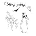 Vector sketch illustration with essential oil of ylang-ylang tree