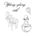 Vector sketch illustration with essential oil of ylang-ylang tree