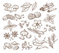 Vector sketch illustration of spices and herbs. Isolated on a white background. Royalty Free Stock Photo