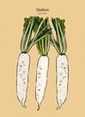 Vector Sketch Japanese Radish Daikon