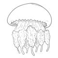 Vector Hand Drawn Sketch Jellyfish