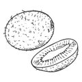 Vector Sketch Kiwi Fruit. Whole and Cut Royalty Free Stock Photo