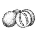 Vector sketch of kiwifruit cross section. Kiwi