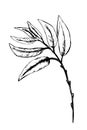 Vector sketch of leaves. Doodle leaves illustration. Drawn by hand. Willow branch. Isolated on white background.