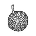 Vector sketch of lychee fruit. Vegan food image