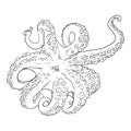 Vector Sketch Octopus . Cephalopod Illustration