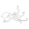 Vector Sketch Octopus Illustration