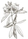 Vector Sketch of Oleander flower