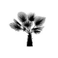 Vector sketch palm tree. Hand drawn silhouette palm tree