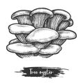 Vector sketch of pearl or tree oyster mushroom