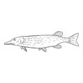 Vector Sketch Pike Fish Illustration Royalty Free Stock Photo