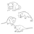 Vector sketch possum muzzle possum vector illustration