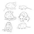 Vector sketch possum muzzle possum vector illustration