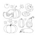 Vector Sketch Pumpkin. Doodle pumpkins. Hand drawn ink illustration