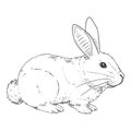Vector Sketch Rabbit Illustration