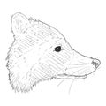 Vector Sketch Raccoon Head. Racoon Face Illustration